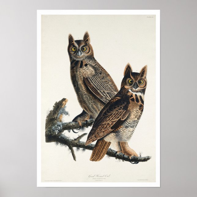 Underbar Horned Uggla av Audubon Poster (Framsidan)