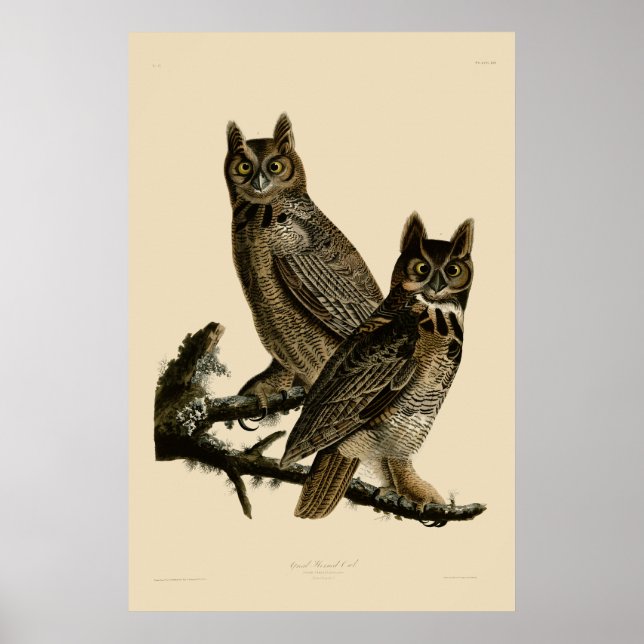 Underbar Horned Uggla av John James Audubon Poster (Framsidan)