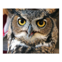 Underbar Horned Uggla (Bubo virginianus)