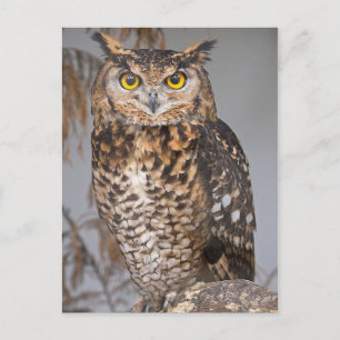 Underbar Horned Uggla (Bubo virginianus) Vykort