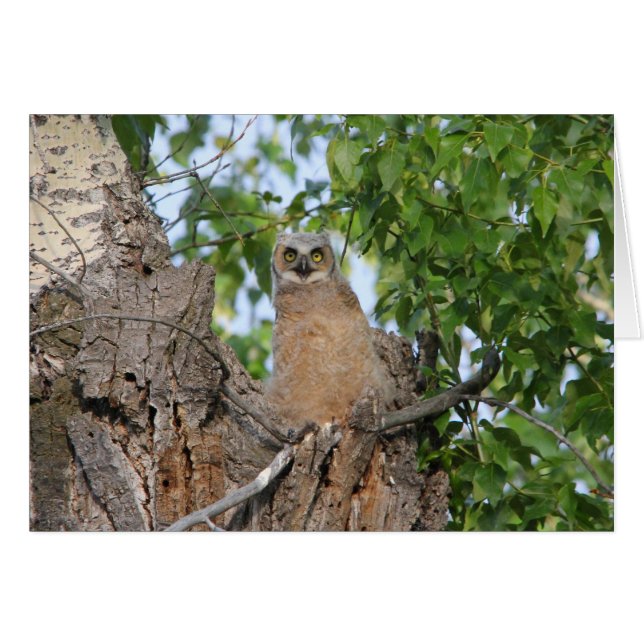 Underbar Horned uggla för nybörjare Hälsningskort (Framsidan Horizontal)