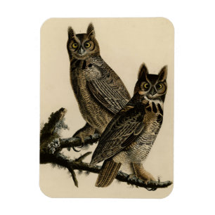 Underbar Horned Uggla från Audubon's Birds of Amer Magnet