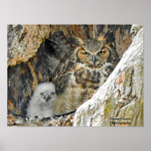 Underbar Horned Uggla med Owlet Poster