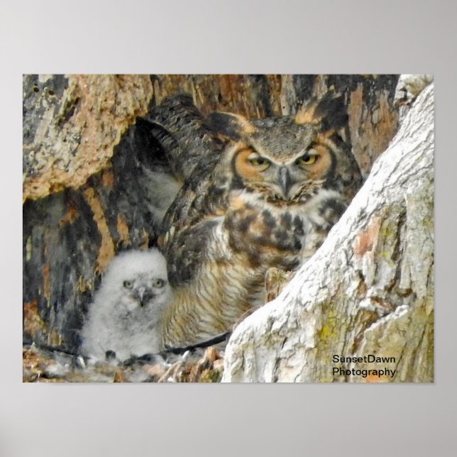 Underbar Horned Uggla med Owlet Poster (Framsidan)