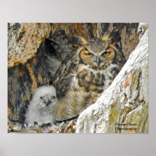 Underbar hornsklubb Uggla med Owlet Poster