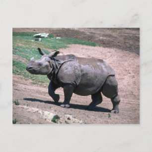 Underbar indiansk One-Horned Rhino Vykort