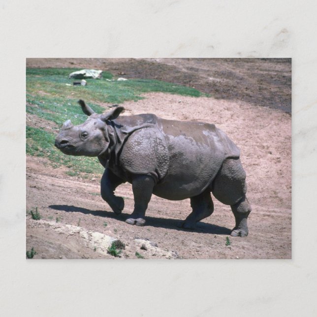 Underbar indiansk One-Horned Rhino Vykort (Framsida)