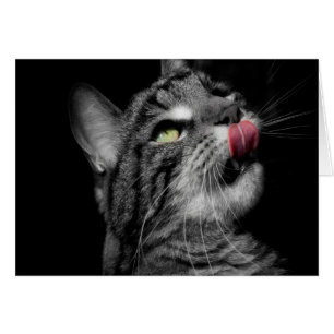 Underbar katt OBS kort