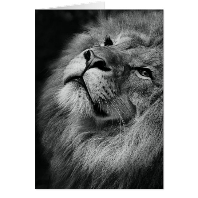 Underbar Lejon Hälsningskort (Framsidan)