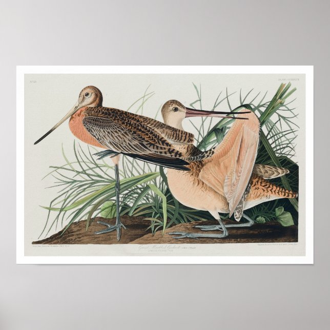 Underbar MarLED Godwit från Audubon Poster (Framsidan)