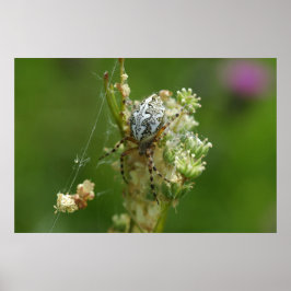 Underbar Natur - Korsspindel - Närbild Poster