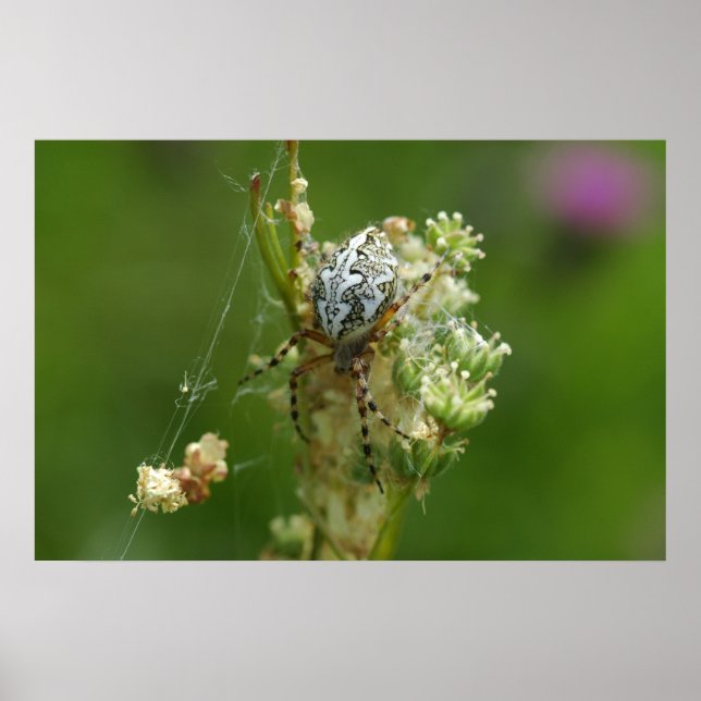 Underbar Natur - Korsspindel - Närbild Poster (Framsidan)