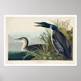 Underbar nordlig dykare eller loon av Audubon Post Poster