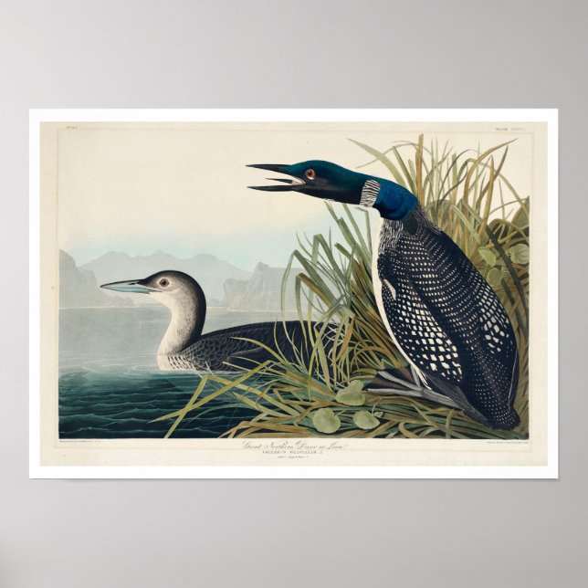 Underbar nordlig dykare eller loon av Audubon Post Poster (Framsidan)