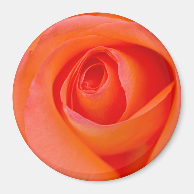 Underbar Orange Ros Knopp Magnet (Framsidan)