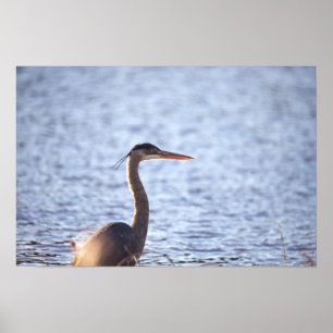 Underbar Poster av blå Heron