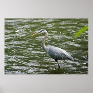 Underbar Poster av blå Heron