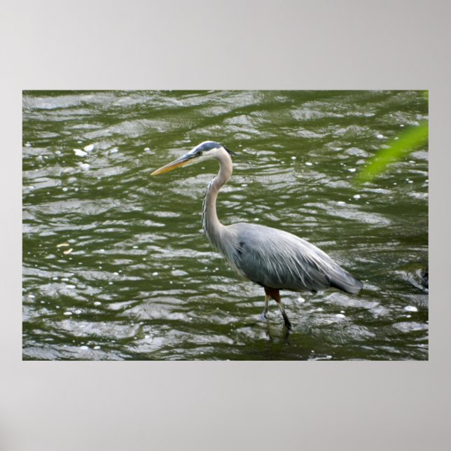 Underbar Poster av blå Heron (Framsidan)