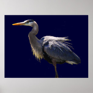 Underbar Poster av blå Heron