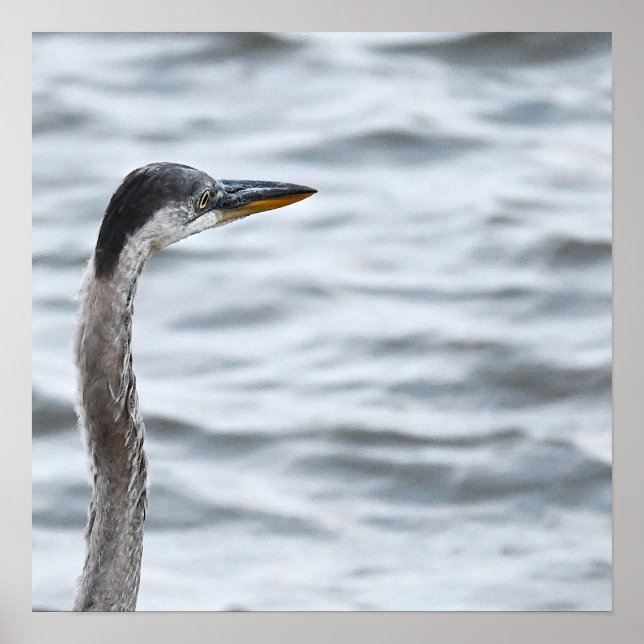 Underbar Poster av blå Heron (Framsidan)