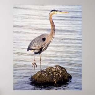 Underbar Poster av blå Heron