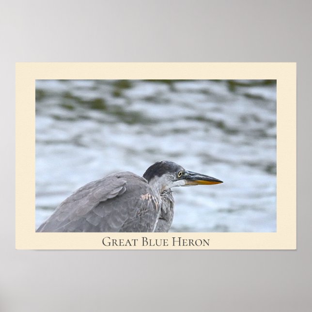 Underbar Poster av blå Heron (Framsidan)