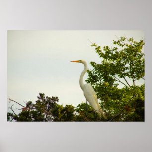 Underbar Poster av Egret