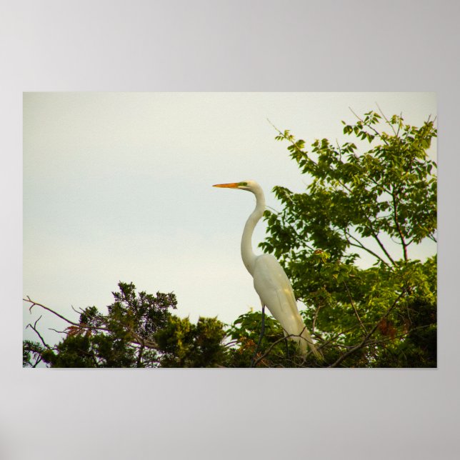 Underbar Poster av Egret (Framsidan)