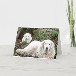 Underbar Pyrenées Hund och valp Kort