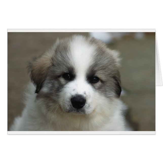 Underbar Pyrenées Puppy Hälsningskort (Framsidan Horizontal)