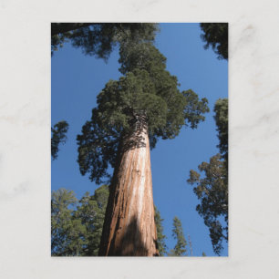 Underbar Sequoia Vykort