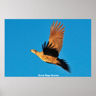Underbar sida Grouse Poster