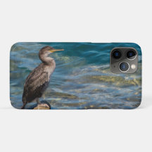 Underbar skarv på Sten