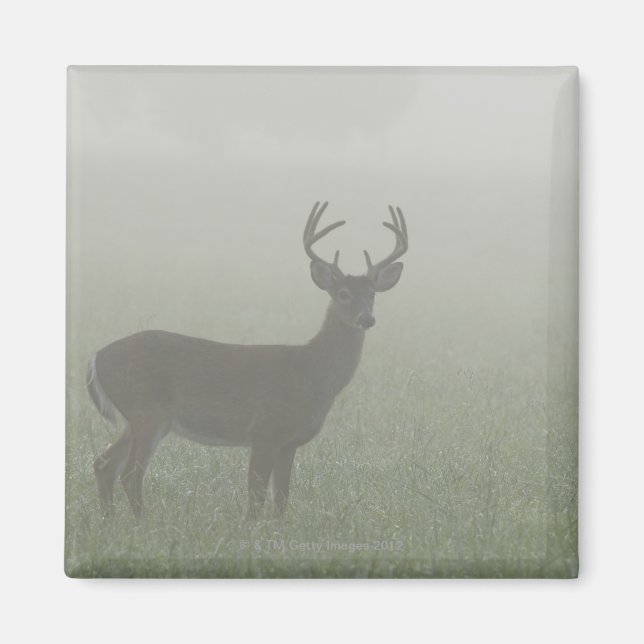 Underbar Smoky Mountains nationalpark, Tennesse Magnet (Framsidan)