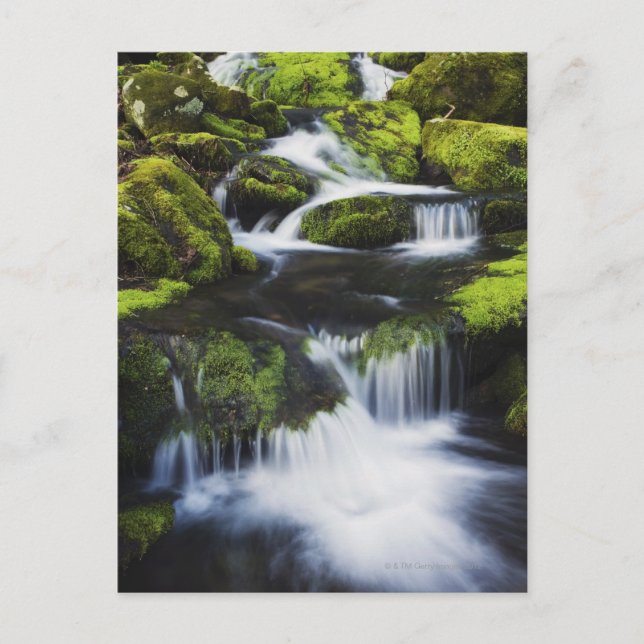 Underbar Smoky Mountains nationalpark, Tennessee Vykort (Framsida)