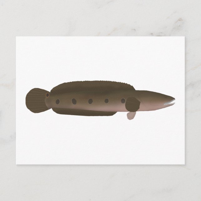 Underbar Snakehead Vykort (Framsida)