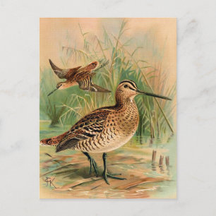 Underbar Snipe Vintage Bird Illustration Vykort