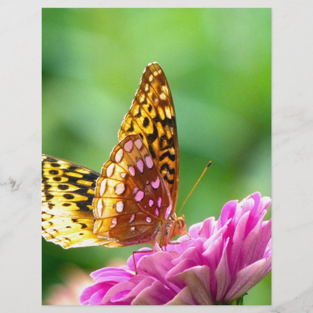 Underbar Spangled Fritillary (Framsida)