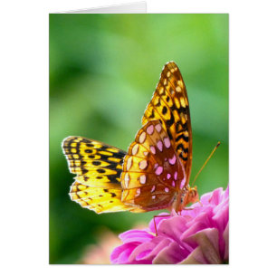 Underbar Spangled Fritillary Hälsningskort