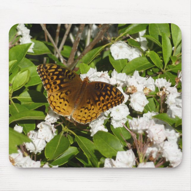 Underbar Spangled Fritillary på Mountain Laurel Musmatta (Framsidan)