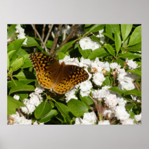 Underbar Spangled Fritillary på Mountain Laurel Poster