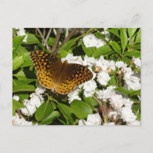 Underbar Spangled Fritillary på Mountain Laurel Vykort