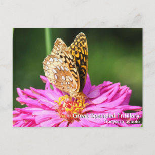 Underbar Spangled Fritillary Vykort