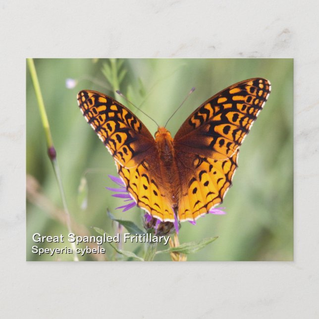 Underbar Spangled Fritillary Vykort (Framsida)