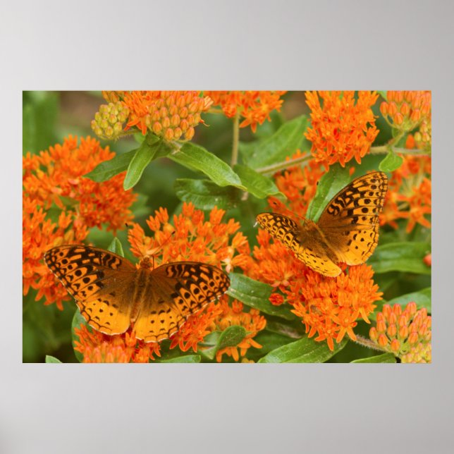 Underbar Spangled vänner på Butterfly Milkweed Poster (Framsidan)