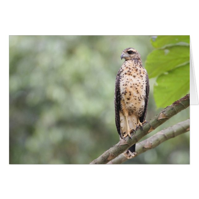 Underbar svart hök hälsningskort (Framsidan Horizontal)