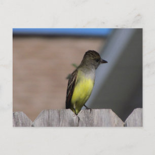 Underbar täckt Flycatcher Vykort