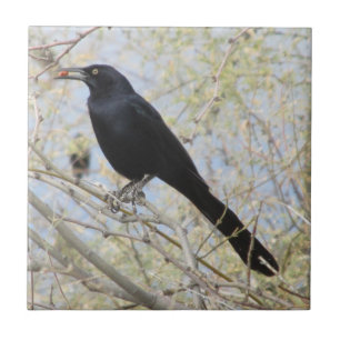 Underbar-tailed Grackle Kakelplatta