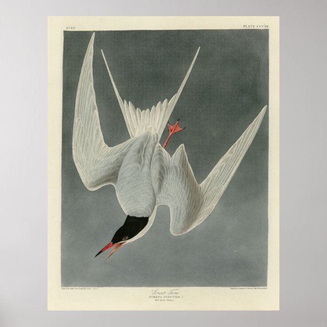 Underbar Tern, Common Tern - Audubon Birds of Amer Poster (Framsidan)