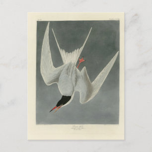 Underbar Tern, Common Tern - Audubon Birds of Amer Vykort